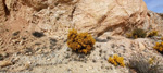 Grupo Mineralógico de Alicante.Afloramiento de Aragonito. Casas de Ves. Albacete. Alicante