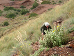 Grupo Mineralógico de Alicante.    Afloramiento de Aragonito. Casas de Ves. Albacete  