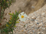 Grupo Mineralógico de Alicante.Cantera de Áridos Holcin. Busot. Alicante