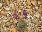 Grupo Mineralógico de Alicante. Cantera de Áridos Holcin. Busot. Alicante 