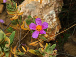 Grupo Mineralógico de Alicante. Cantera de Áridos Holcin. Busot. Alicante 