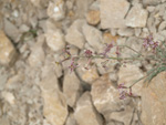 Grupo Mineralógico de Alicante.Cantera de Áridos Holcin. Busot. Alicante 