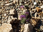 Grupo Mineralógico de Alicante. Cantera de Áridos Holcin. Busot. Alicante 