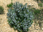 Grupo Mineralógico de Alicante.Cantera de Áridos Holcin. Busot. Alicante