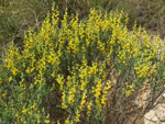 Grupo Mineralógico de Alicante.Cantera de Áridos Holcin. Busot. Alicante