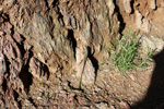 Grupo Mineralógico de Alicante. Mina La Teodora. Villena. Alicante