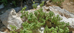 Grupo Mineralógico de Alicante. Hornos de Yeso del Cabezo de las Cuevas. Villena. Alicante