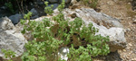 Grupo Mineralógico de Alicante. Hornos de Yeso del Cabezo de las Cuevas. Villena. Alicante