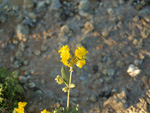 Grupo Mineralógico de Alicante. Afloramiento de Celestina. Barranco del Mulo. Ulea. Murcia