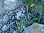 Grupo Mineralógico de Alicante. Afloramiento de Celestina. Barranco del Mulo. Ulea. Murcia