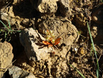 Grupo Mineralógico de Alicante.  Afloramiento de Celestina. Barranco del Mulo. Ulea. Murcia 