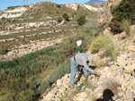 Grupo Mineralógico de Alicante.  Afloramiento de Celestina. Barranco del Mulo. Ulea. Murcia 