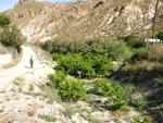 Grupo Mineralógico de Alicante.Paraje los Terreros. Valle de Ricote.Ojós. Murcia.