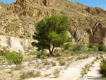 Grupo Mineralógico de Alicante. Paraje los Terreros. Valle de Ricote.Ojós. Murcia. 