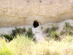 Grupo Mineralógico de Alicante.Paraje los Terreros. Valle de Ricote.Ojós. Murcia.