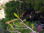 Grupo Mineralógico de Alicante.Paraje los Terreros. Valle de Ricote.Ojós. Murcia.