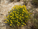 Grupo Mineralógico de Alicante.Paraje los Terreros. Valle de Ricote.Ojós. Murcia.