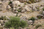 Grupo Mineralógico de Alicante.  Exolotaciones de áridos y yeso. Cabezo del Polavar. Villena. Alicante 