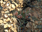 Grupo Mineralógico de Alicante. Explotaciones de ocres. El Sabinar. San Vicente del Raspeig/Muchamiel. Alicante