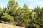 Grupo Mineralógico de Alicante.  Exolotaciones de áridos y yeso. Cabezo del Polavar. Villena. Alicante 