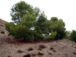 Grupo Mineralógico de Alicante. Exolotaciones de áridos y yeso. Cabezo del Polavar. Villena. Alicante