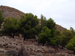 Grupo Mineralógico de Alicante. Exolotaciones de áridos y yeso. Cabezo del Polavar. Villena. Alicante