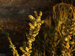 Grupo Mineralógico de Alicante. Cantera Casablanca. San Vicente del Raspeig. Alicante