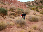 Grupo Mineralógico de Alicante.  Afloramiento de Aragonito. Loma Badá. Petrer. Alicante 