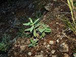 Grupo Mineralógico de Alicante. Minería del Cabezo D´Or. Busot. Alicante