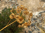 Grupo Mineralógico de Alicante. Los Vives. Orihuela. Alicante