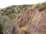 Grupo Mineralógico de Alicante. Los Vives. Orihuela. Alicante