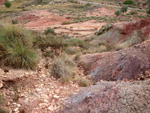 Grupo Mineralógico de Alicante.  Afloramiento del Keuoer de Loma Badá. Petrer. Alicante 