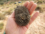 Grupo Mineralógico de Alicante.  Afloramiento del Keuoer de Loma Badá. Petrer. Alicante 