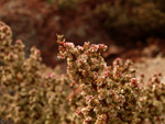 Grupo Mineralógico de Alicante. Afloramiento del Keuoer de Loma Badá. Petrer. Alicante