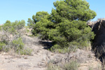 Grupo Mineralógico de Alicante. Cantera Serreta de la Torre. Moralet. Alicante