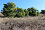 Grupo Mineralógico de Alicante. Cantera Serreta de la Torre. Moralet. Alicante