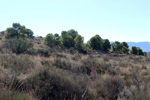 Grupo Mineralógico de Alicante. Cantera Serreta de la Torre. Moralet. Alicante