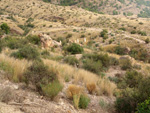 Grupo Mineralógico de Alicante. Cabezo de la Mina. Santomera. Murcia