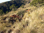 Grupo Mineralógico de Alicante. Minería de hierro. Aigues de Busot. Alicante