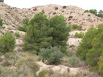 Grupo Mineralógico de Alicante.  Inmediaciones camino del Acebuche. La Alcoraia. Alicantee 