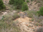 Grupo Mineralógico de Alicante. Inmediaciones camino del Acebuche. La Alcoraia. Alicantee