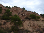 Grupo Mineralógico de Alicante. Inmediaciones camino del Acebuche. La Alcoraia. Alicantee