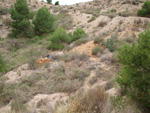 Grupo Mineralógico de Alicante. Inmediaciones camino del Acebuche. La Alcoraia. Alicantee