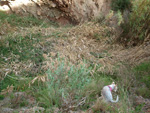 Grupo Mineralógico de Alicante. Paraje Barranco de Ojos. Aspe.  Alicante