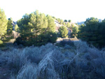 Grupo Mineralógico de Alicante. Paraje Barranco de Ojos. Aspe.  Alicante