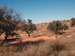 Grupo Mineralógico de Alicante. Afloramiento de Aragonito. Loma Bada. Petrer.  Alicante