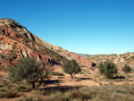 Grupo Mineralógico de Alicante. Afloramiento de Aragonito. Loma Bada. Petrer.  Alicante