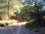 Grupo Mineralógico de Alicante. Paraje Barranco de Ojos. Aspe.  Alicante