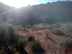 Grupo Mineralógico de Alicante. Paraje Barranco de Ojos. Aspe.  Alicante