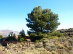 Grupo Mineralógico de Alicante. Aragonito. Minas Marúa Dolores y Catón. Paraje los Pajaritos. La Unión. Murcia  Alicante